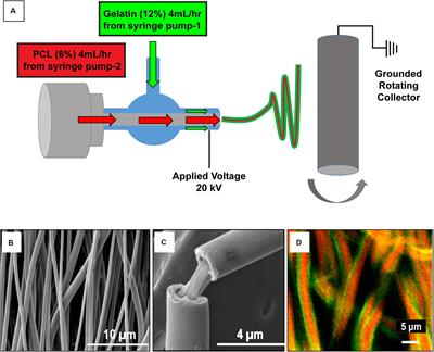 Scalable Biomimetic Coaxial Aligned Nanofiber Cardiac Patch: A Potential Model for “Clinical Trials in a Dish”